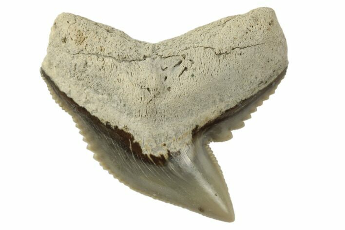 1.2" Fossil Tiger Shark (Galeocerdo) Tooth -  Aurora, NC